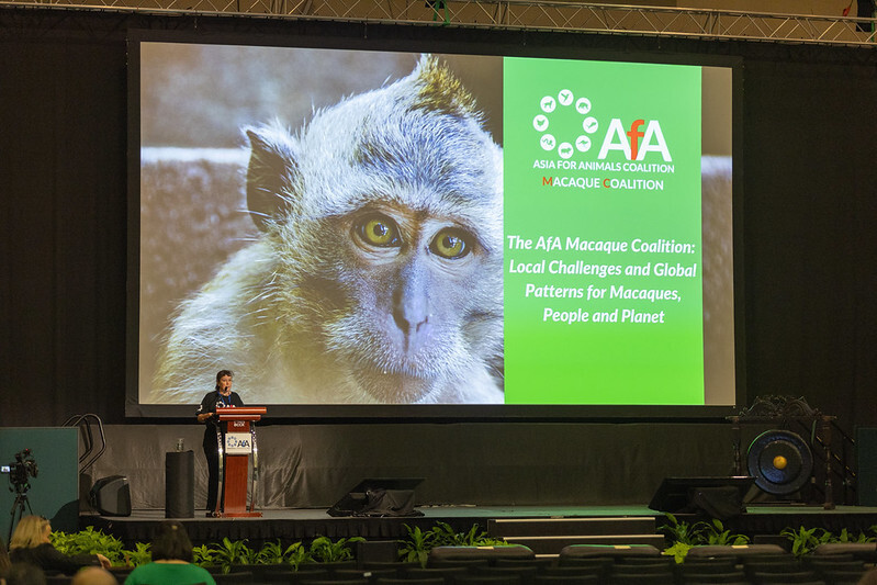 지난 10월 말레이시아 쿠칭에서 열린 ‘제13회 아시아 포 애니멀스’ 콘퍼런스에서 참가자가 발표를 하고 있다. 아시아동물연합 제공
