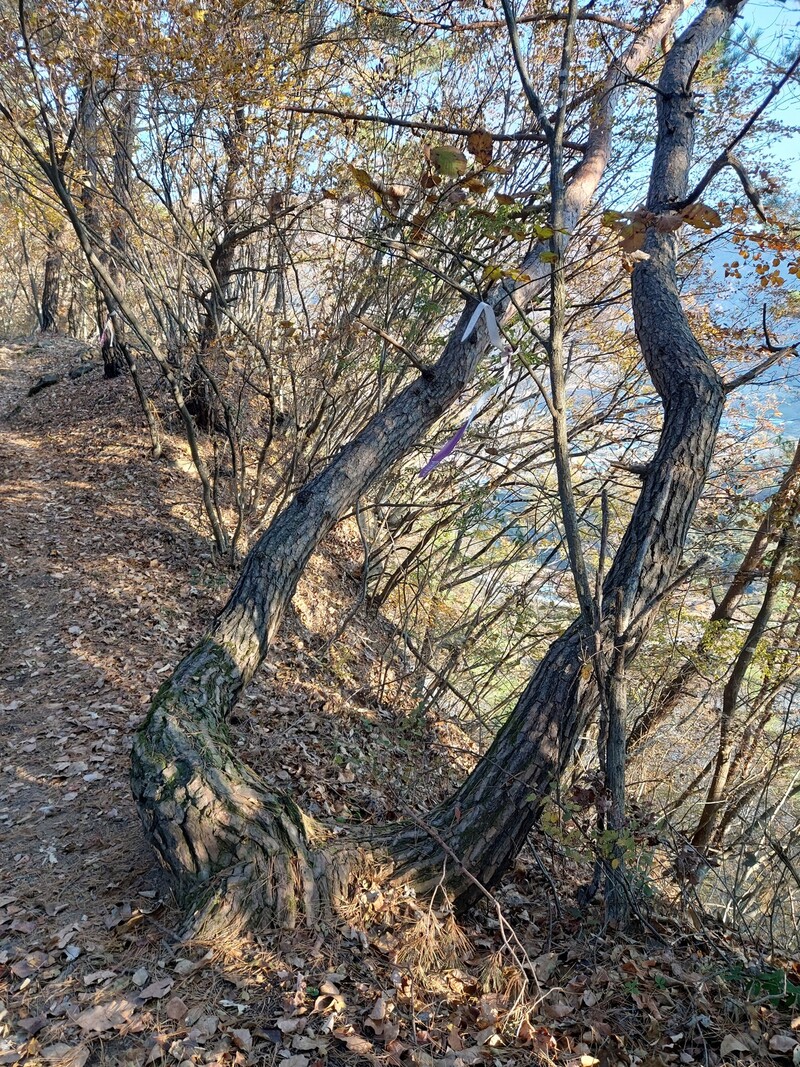 김삿갓 문학길 따라 ‘지르네 전망대’를 지나자 기이한 소나무들이 여럿 눈에 띄었다. 김선식 기자