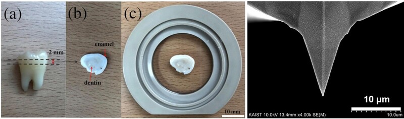 현미경 측정에 사용한 치아의 단면도(왼쪽)와 원자간력 현미경의 탐침(오른쪽). ※ 이미지를 누르면 크게 볼 수 있습니다.