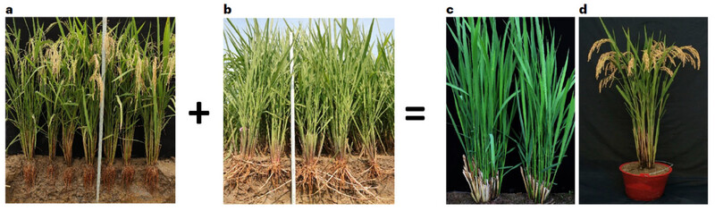 지난 연말 학술지 &lt;사이언스&gt;의 올해의 과학 성과 후보의 하나로 다년생 벼 품종 개발이 뽑혔다. 일년생인 재배 벼(아시아벼. a)와 다년생인 아프리카 야생 벼(b) 사이에서 나온 잡종을 개량한 다년생 재배 벼는 벼베기한 뒤에도 새 줄기가 올라와(c) 이삭이 열린다(d). &lt;네이처 지속가능성&gt; 제공