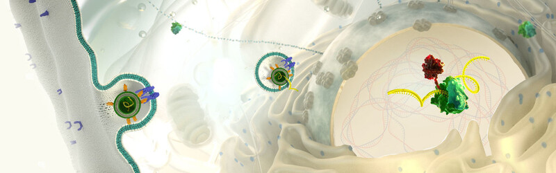 지질막에 싸인 RNA 백신이 세포 안에 들어간 뒤, RNA 가닥(노란색)이 세포질의 단백질 합성 소기관인 리보솜(녹색)에서 바이러스의 돌기단백질(빨간색)을 만드는 과정. 아퀴타스 세러퓨틱스