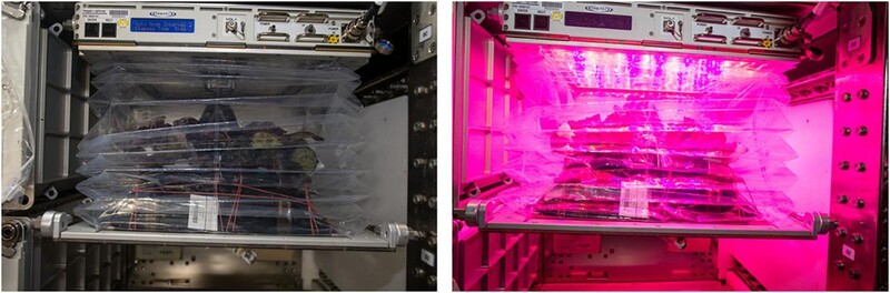 우주정거장의 상추 재배장치. 왼쪽은 조명을 끈 것, 오른쪽은 붉은색 조명을 비춘 것. 나사 제공
