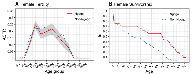 응고고(Ngogo) 침팬지와 기존 다른 지역의 침팬지(Non-Ngogo)의 나이에 따른 생식력(왼쪽)과 생존율(오른쪽)을 비교한 그래프다. 생식력 변화 패턴은 차이가 없지만 생존율은 큰 차이를 보여 응고고 무리에서 침팬지 폐경기가 명쾌하게 확인됐다. 사이언스 제공