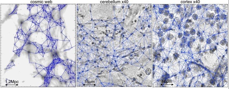왼쪽부터 우주, 소뇌, 대뇌 피질의 연결망(파란색). 논문에서 인용