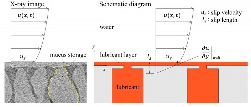 엑스선으로 촬영한 미꾸라지의 점액 저장-분비 시스템 사진(왼쪽)과 이를 모방한 연구진의 윤활유 표면 방출 장치 구조도. 둘 다 바닥은 넓고 위는 좁은 항아리 모양을 하고 있다. 카이스트 성형진 교수 제공