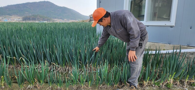 24일 전남 신안군 임자면 원상마을 대파밭에서 농민 최재복씨가 가뭄으로 잎끝이 말라버린 대파를 살펴보고 있다. 김용희 기자 kimyh@hani.co.kr