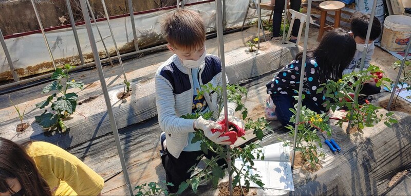 막심의 바람을 방울토마토가 알아준 것일까. 막심이 키우는 방울토마토 줄기가 옆 친구의 것보다 손가락 한두 마디 정도 더 솟아 있다. 김홍준 교사 제공