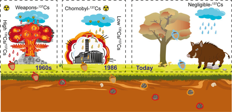 독일 남동부 바이에른주에서 사냥한 멧돼지의 시료 대부분에서 허용치를 넘는 방사성핵종 세슘137이 검출됐다. 동위원소 비율로 추측한 결과 평균 25%는 지상 핵무기 실험에서 기원했고(왼쪽) 75%는 체르노빌 원전 사고에서 나왔다(가운데). 오늘날 대기 중 세슘137은 무시할 수준이지만 땅속에는 여전히 존재하고 특히 멧돼지의 먹이인 버섯에 농축돼 있다(오른쪽). ‘환경 과학 및 기술’ 제공