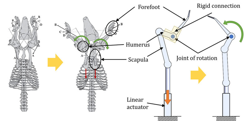 휴머럴 로테이션 두더지의 생체 구조(왼쪽)와 이를 모방한 앞발 잔해 제거 메커니즘.