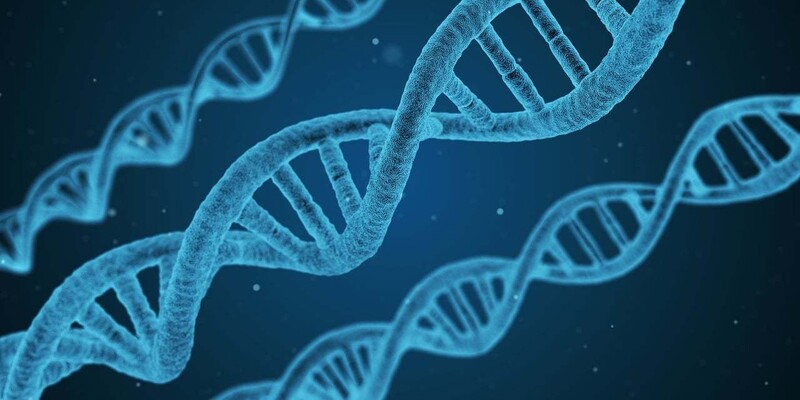 두 가닥의 핵산 사슬이 이중나선 구조로 결합돼 있는 DNA는 생명 정보의 안전한 금고 역할을 한다. 위키미디어 코먼스