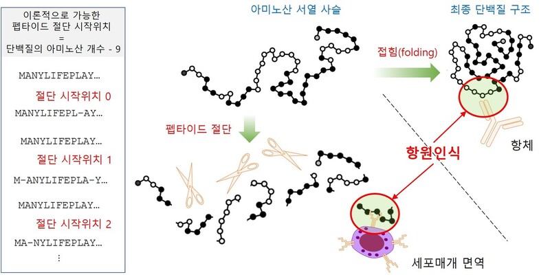 그림2. 세포매개 면역과 항체의 항원 인식 차이 (검은점: 3차 구조에서 스파이크 단백질의 뼈대를 이루는 아미노산, 흰점: 3차 구조의 외곽에 위치하는 아미노산)