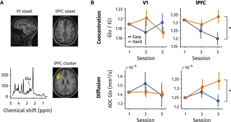 일차시각피질(V1)과 외측 전전두엽피질(LPFC)의 위치(A)와 두 대뇌 피질에서의 글루타메이트 수치 변화(B). B 의 그림을 보면 어려운 과제(주황색)를 수행할 때 외측 전전두엽피질에서 글루타메이트가 크게 늘어났음을 알 수 있다. 커런트 바이올로지