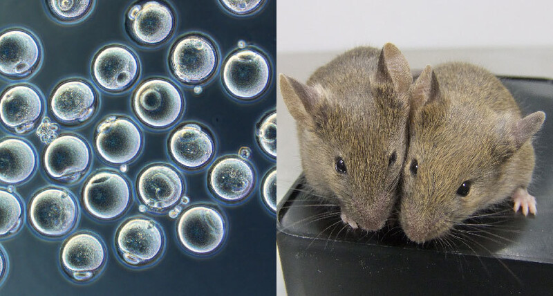 하야시 교수는 2016년 암컷 생쥐의 피부세포로 난자를 만들어 새끼 생쥐를 탄생시킨 바 있다. 하야시 가쓰히코 교수 제공/비즈니스 인사이더에서 인용