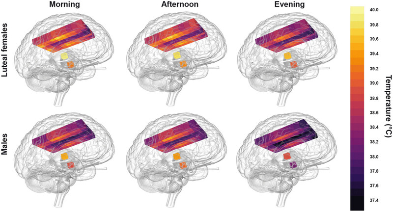 배란 이후의 여성(위)과 남성의 시간대별 뇌 온도 비교. MRC분자생물학연구소 제공