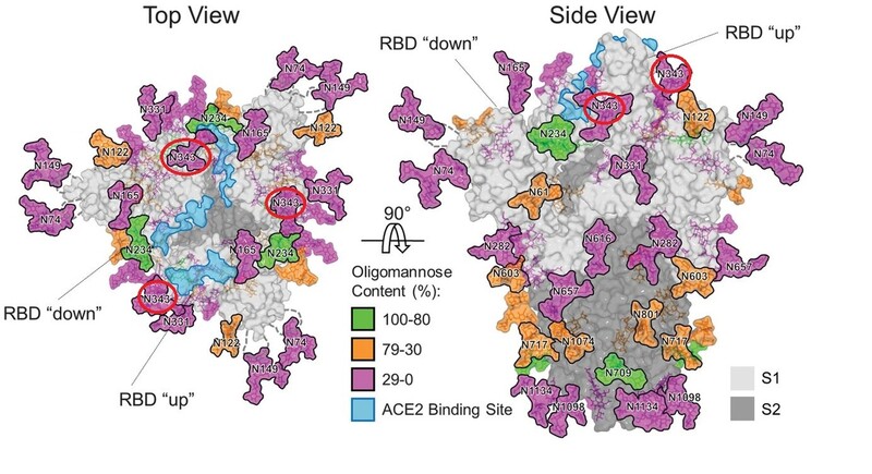 돌기단백질의 당 분자들 위치도. 빨간색 타원이 렉틴이 결합하는 당 분자(N343)다. 돌기단백질의 세포수용체 결합 영역(RBD)을 감싸고 있는 물질이다. 사이언스 2020년 7월17일치(DOI: 10.1126/science.abb9983)