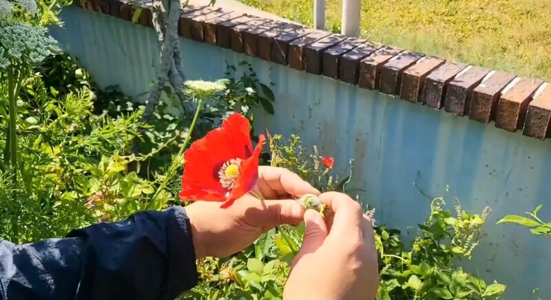 지난해 여수해경이 섬 지역에서 적발한 양귀비를 살펴보고 있다.여수해경 제공