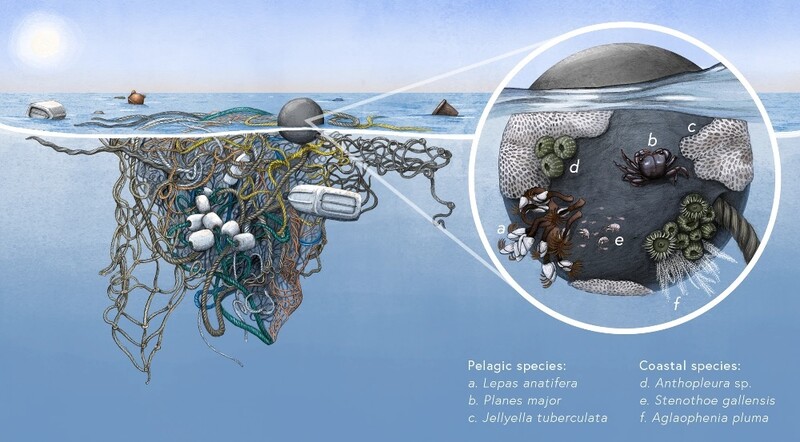 쓰레기섬에 서식하는 신원양 공동체의 사례. a·b·c는 원양 생물종, d·e·f는 연안 생물종. 네이처 커뮤니케이션스