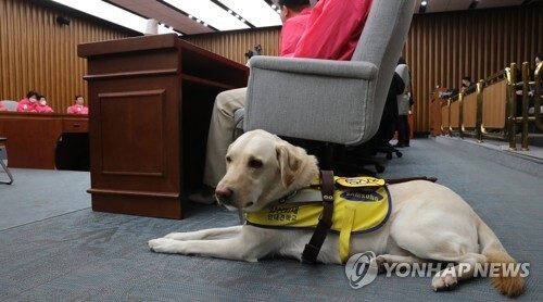 미래한국당 김예지 당선인의 안내견 조이가 지난 1일 오전 서울 여의도 국회에서 열린 미래한국당 선거대책회의에 자리하고 있다. 연합뉴스