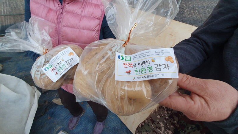 한 농민이 ‘천적을 이용한 친환경 감자’ 스티커를 붙여 공급하고 있다. 전북천적농업연구회 제공