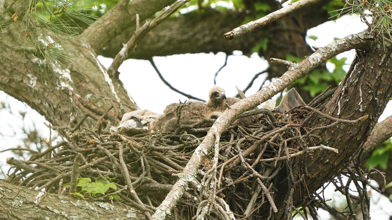 지난 5월11일 경남 남해군의 한 무인도에서 솔개 새끼들이 어미새를 기다리고 있다. 국립생태원 제공