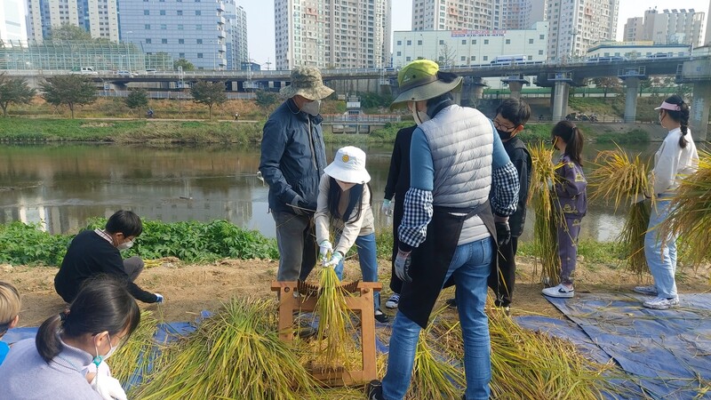 지난달 28일 서울 금천구 독산동 ‘안양천 도시농업체험장’에서 금나래초등학교 4학년 어린이들이 ‘홀태’로 벼를 탈곡하고 있다. 김선식 기자