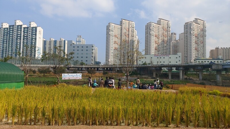 서울 금천구 독산동 ‘안양천 도시농업체험장’에 있는 텃논. 김선식 기자