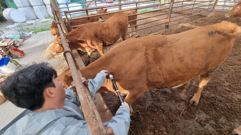 충남 서산시 방역 당국이 23일 서산시 성연면 농가에서 한우 럼피스킨병 방역과 함께 백신을 접종하고 있다.연합뉴스