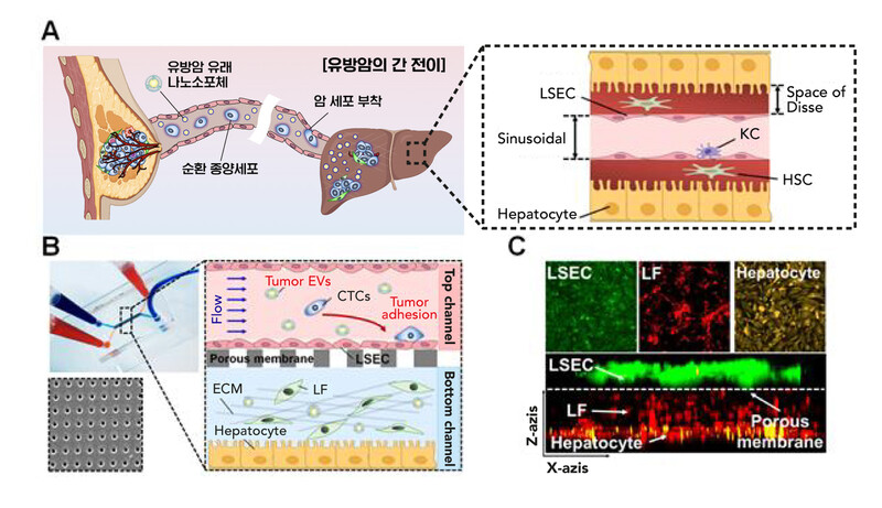 유방암의 간 전이 현상과 간을 모방한 간온어칩(Liver-on-a-Chip) 구조. (A)는 간 전이 과정, (B)는 인간  간온어칩 구조, (C)는 인간 간온어칩의 현미경 이미지.  유니스트 제공