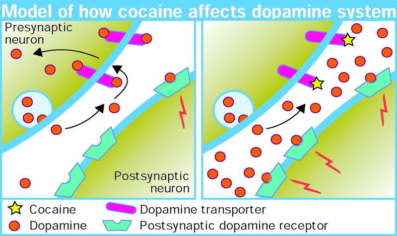 나쁜 습관을 비유적으로 중독이라고 표현하지만 사실 중독의 경계선은 애매해 최근에는 중독 스펙트럼이라는 용어를 쓰기도 한다. 중독 스펙트럼의 한쪽 끝인 마약은 도파민 수치를 크게 올려 뇌의 보상회로를 크게 왜곡한다. 예를 들어 코카인(cocaine)은 도파민(dopamine)의 재흡수를 막아 수치를 정상 반응(왼쪽) 대비 350%나 올린다(오른쪽). 반면 현대인 다수가 겪고 있는 소위 디지털 중독은 50~100% 높은 수준이라 새해 결심으로 벗어날 수도 있다. 랜싯 제공