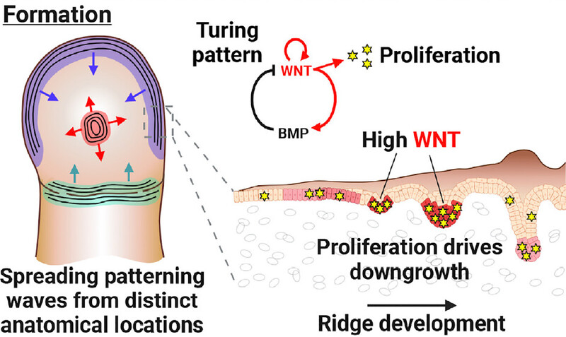 지문은 손가락 끝마디의 세 지점에서 형성되기 시작해 물결처럼 퍼지다 만나면서 완성된다. 이때 확산 속도에 따라 독특한 지문 형태가 나온다. 지문의 융기(ridge)가 일정한 간격으로 형성되는 건 더블유엔티(WNT)와 비엠피(BMP) 단백질이 튜링 패턴을 보이며 서로 작용한 결과다. 더블유엔티의 농도가 높은 지점에서 융기가 생긴다. &lt;셀&gt; 제공