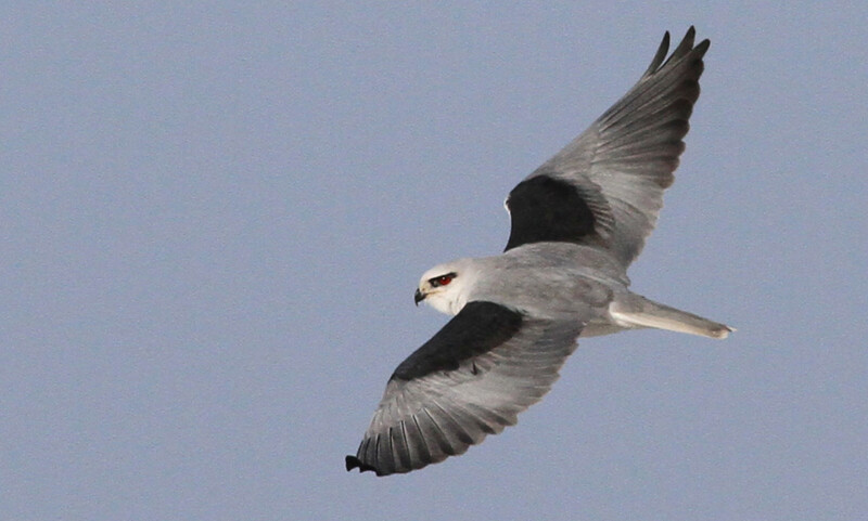 검은어깨매의 영어 이름은 ‘black-winged kite’이다. 검은어깨매는 앉아있을 때 어깨가 검은 색이라 검은어깨매로 불린다. 동남아시아나 중국 남부 지역에 주로 사는 아열대종으로 최근 국내에서 관측 기록이 늘고 있다. 박진영 국가철새연구센터 센터장 제공