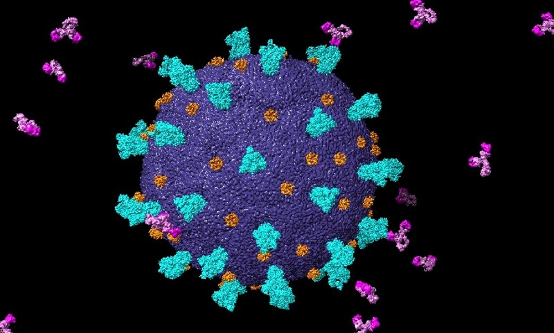 코로나19 바이러스의 돌기단백질을 공격하는 항체. 위키미디어 코먼스
