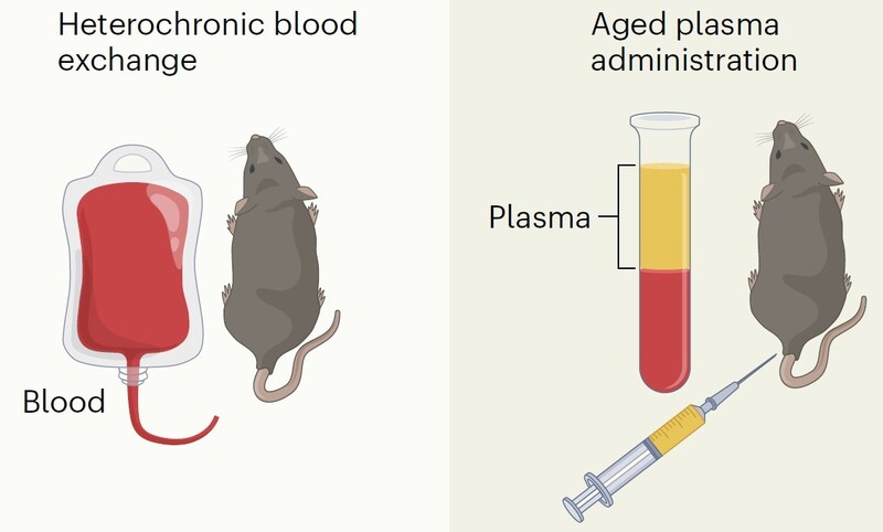 젊은 생쥐의 피(blood)를 늙은 생쥐에게 수혈하면 만성 염증이나 기억력 저하 같은 노화 증상을 되돌릴 수 있다(왼쪽). 혈액을 원심분리하면 적혈구와 혈장(plasma)으로 분리되는데, 이 가운데 혈장이 노화에 영향을 미친다(오른쪽). 젊은 혈장에서 회춘 효과를 내는 성분이 몇가지 밝혀졌는데, 최근 PF4가 추가됐다. ‘네이처 신경과학’ 제공