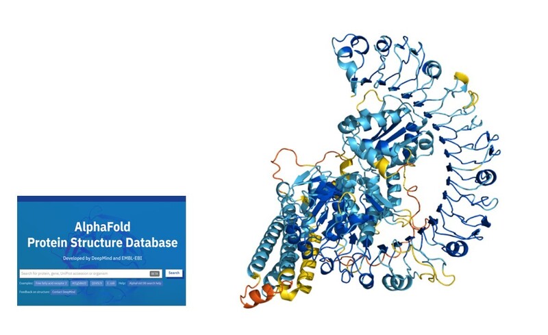 단백질은 아미노산 사슬이 이리저리 접히면서 독특한 3차원 구조를 이룬다. 단백질 3차원 구조는 신약과 백신 개발을 비롯해 생명과학의 여러 분야에서 중요하게 다뤄지지만 그 구조를 파악하는 데에는 많은 시간과 비용이 들어간다. 인공지능 알파폴드는 최근 아미노산 서열 정보를 바탕으로 2억1400만개 단백질의 3차원 구조를 예측해 연구자들에게 공개했다. 그림은 알파폴드 단백질 구조 데이터베이스(왼쪽)에서 검색된, 질병 저항성을 띠는 식물 단백질의 3차원 구조. 알파폴드 데이터베이스 누리집 갈무리