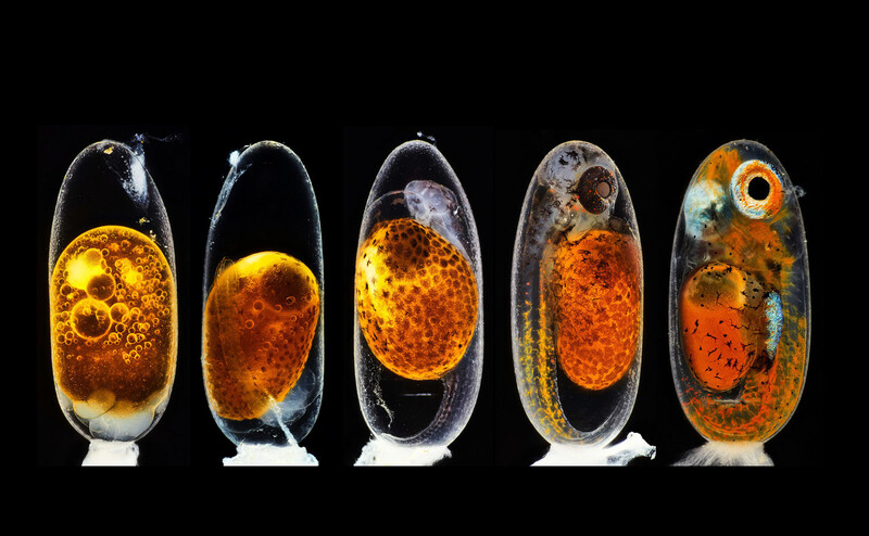 2위작 흰동가리의 배아발달 과정. 10배율이다. 2020 Nikon Small World Photomicrography Competition