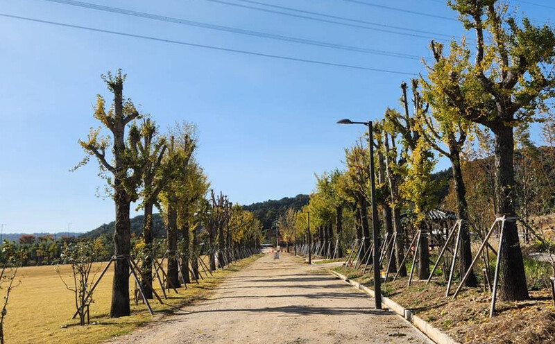 재개발사업으로 인해 광주시립수목원으로 옮겨진 광주광역시 광산구 신가동 은행나무들.김용희 기자 kimyh@hani.co.kr