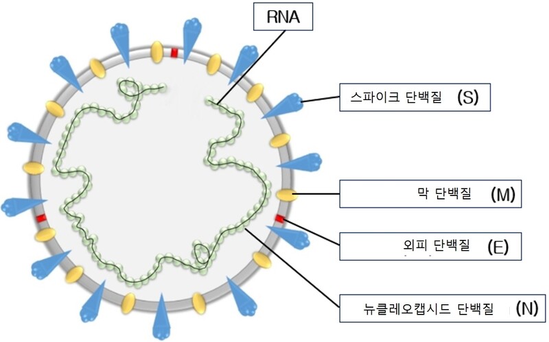 코로나19 바이러스 구조도. Korean J Clin Lab Sci 2020;52:297-309 https://doi.org/10.15324/kjcls.2020.52.4.297