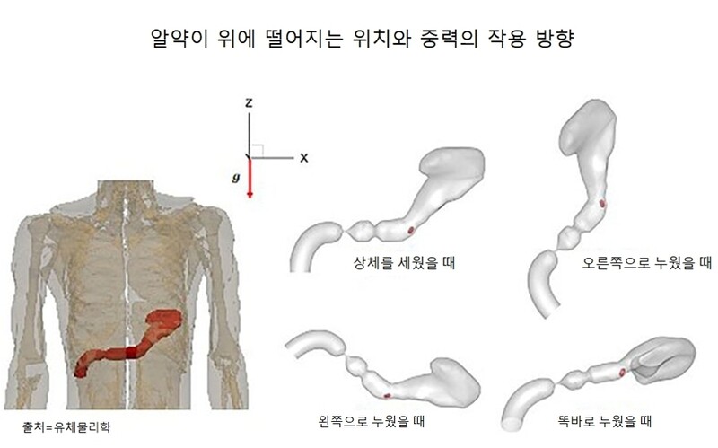 그림에서 좁은 고리가 위와 십이지장을 연결하는 유문이다.