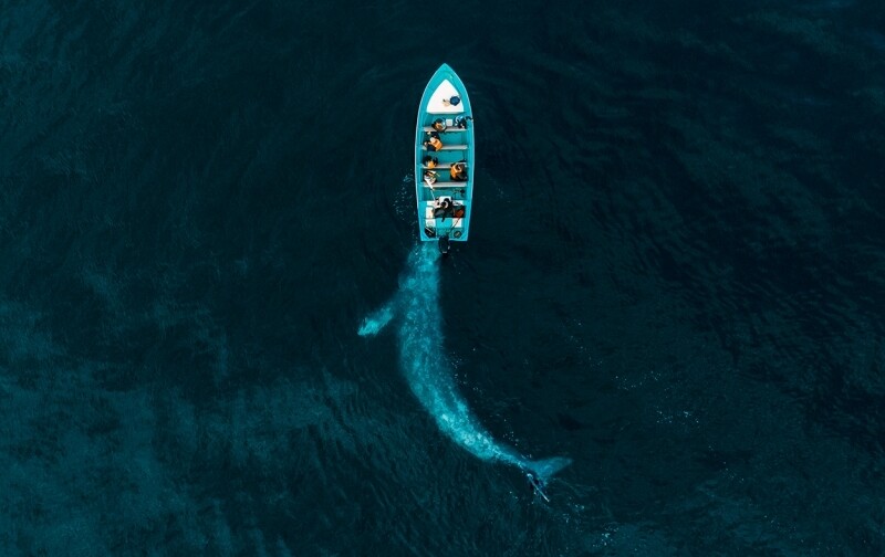 자연 부문 1위 ‘관광객들을 밀어주며 노는 회색고래’. Drone Photo Awards