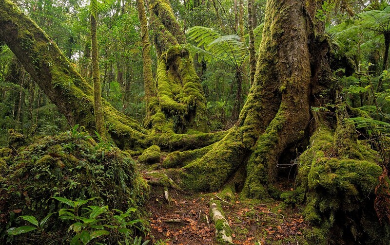 숲의 땅속에는 나무뿌리와 곰팡이 균사가 얽혀 나무뿌리들을 이어주는 균근 연결망이 깔려 있다. 균근 연결망이 나무와 숲 생태계에 어떤 역할을 하는지는 산림과학에서 중요한 연구주제 중 하나이다. 사진은 오스트레일리아 래밍턴 국립공원의 나무들. 위키미디어 코먼스