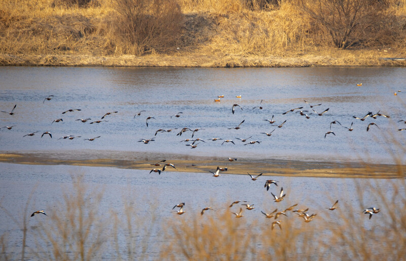 지난 2월 금강 위를 날고 있는 황오리떼. 대전충남녹색연합 제공