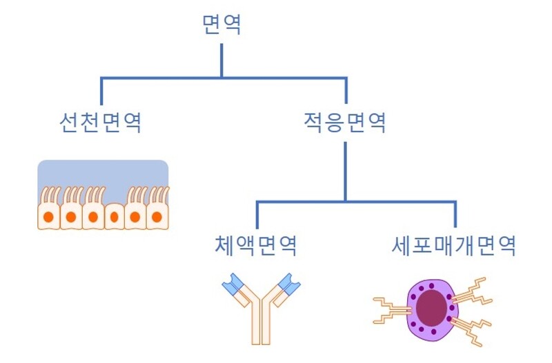 그림1.  면역 체계 (바이러스의 시간, 2021, 뿌리와이파리)