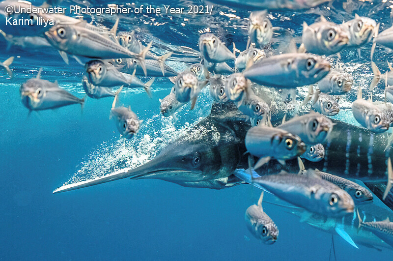 행동 부문 수상작 `사냥을 나서는 멕시코의 줄무늬 청새치들' Karim Iliya/Underwater Photographer of the Year 2021