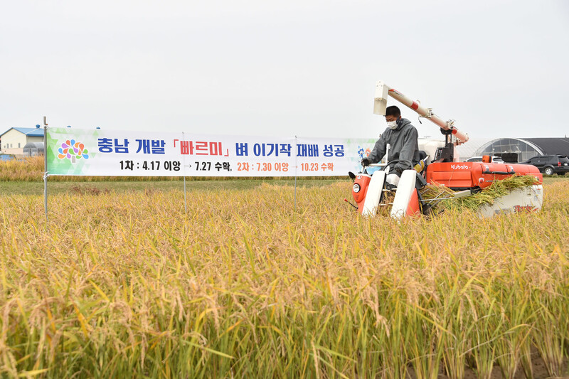 충남농업기술원이 개발한 극조생종 벼 ‘빠르미’. 사진 충남 농업기술원 제공