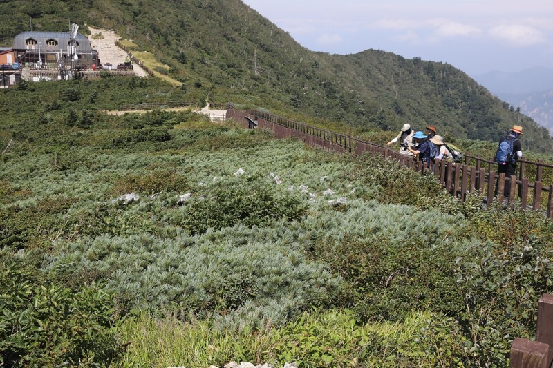 20일 설악산 중청대피소 인근 눈잣나무 자생지. 잣까마귀, 다람쥐 등이 눈잣나무 열매를 먹는 것을 막으려 철망을 씌워놓았다. 박종식 기자 anaki@hani.co.kr