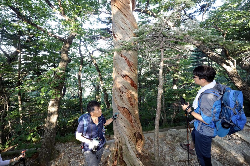 20일 설악산 대청봉으로 향하는 탐방로에서 마주친, 꼰 형태로 말라 죽은 잣나무. 박종식 기자 anaki@hani.co.kr