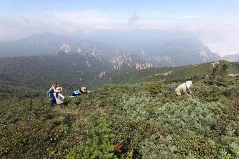 지난 20일 설악산 정상 인근에서 &lt;한겨레&gt; 취재진과 공우석 경희대 교수, 국립수목원, 국립공원공단 관계자들이 남한에선 이곳에서만 자생하는 빙하기 식물들을 살펴보고 있다. 박종식 기자 anaki@hani.co.kr