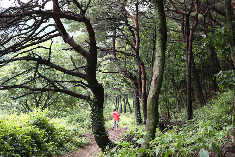 임존성 남문지 주변 숲. 김선식 기자