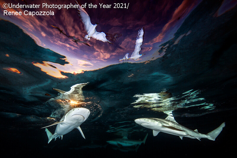 대상 수상작 `상어의 하늘창'. Renee Capozzola/Underwater Photographer of the Year 2021