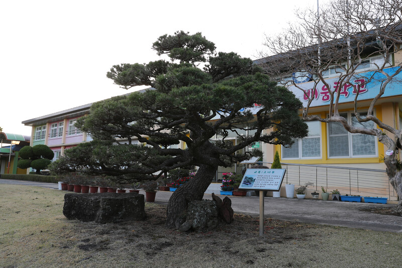 제주 제2공항 예정지와 직선거리로 800m가량 떨어진 성산읍 수산리 수산초등학교. 주민들은 제2공항이 들어설 경우 75년 역사가 깃든 이 학교가 사라질 수 있다고 우려한다. 제주/장철규 선임기자 chang21@hani.co.kr